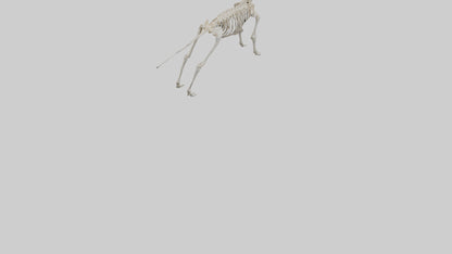 Giant Elk Skeleton model VR / AR / low-poly