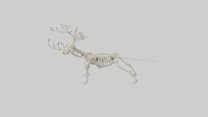 Giant Elk Skeleton model VR / AR / low-poly