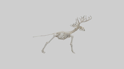 Giant Elk Skeleton model VR / AR / low-poly