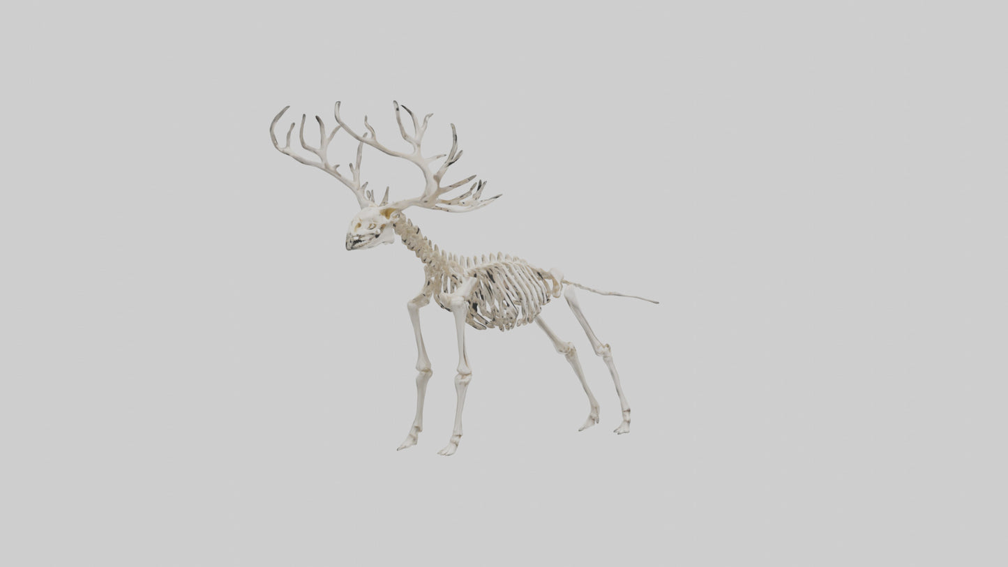 Giant Elk Skeleton model VR / AR / low-poly