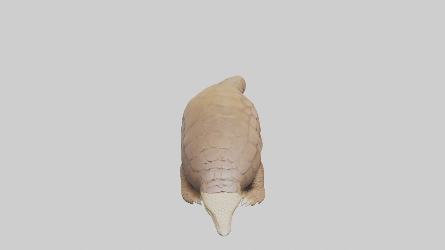 3D model Giant Ground Pangolin resting model VR / AR / low-poly