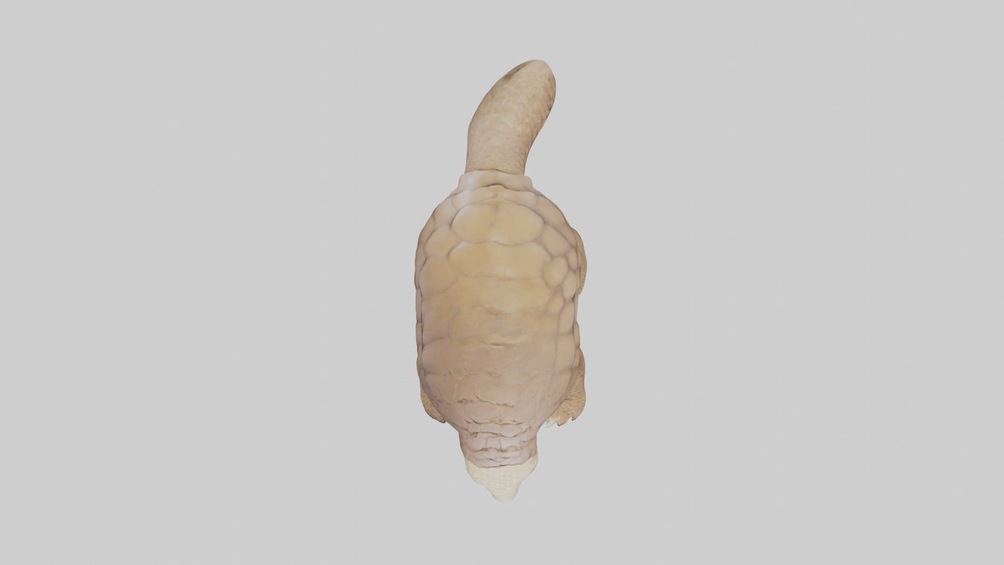 3D model Giant Ground Pangolin resting model VR / AR / low-poly