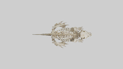 3D model Giant Ground Sloth Skeleton model VR / AR / low-poly