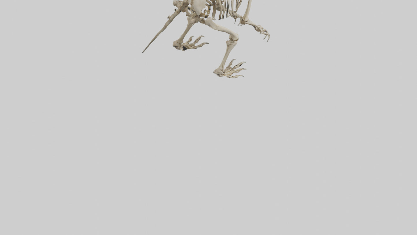 3D model Giant Ground Sloth Skeleton model VR / AR / low-poly