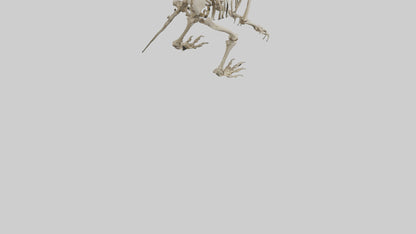 3D model Giant Ground Sloth Skeleton model VR / AR / low-poly