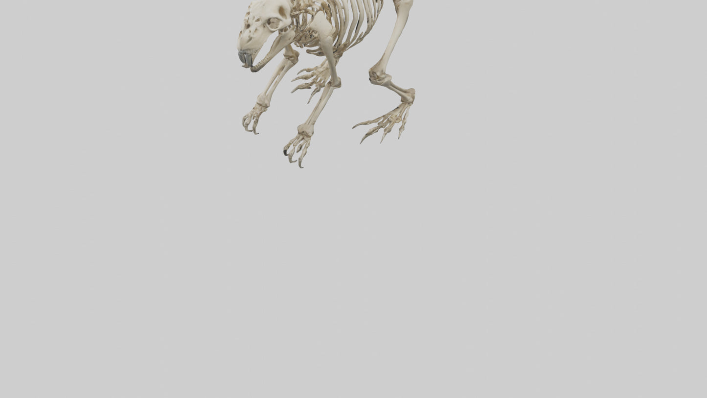 3D model Giant Ground Sloth Skeleton model VR / AR / low-poly