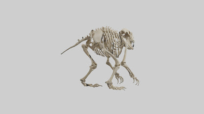3D model Giant Ground Sloth Skeleton model VR / AR / low-poly