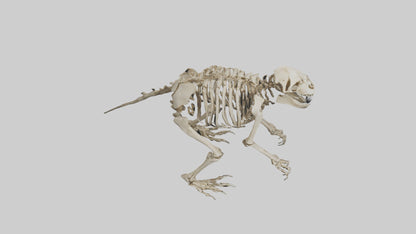 3D model Giant Ground Sloth Skeleton model VR / AR / low-poly