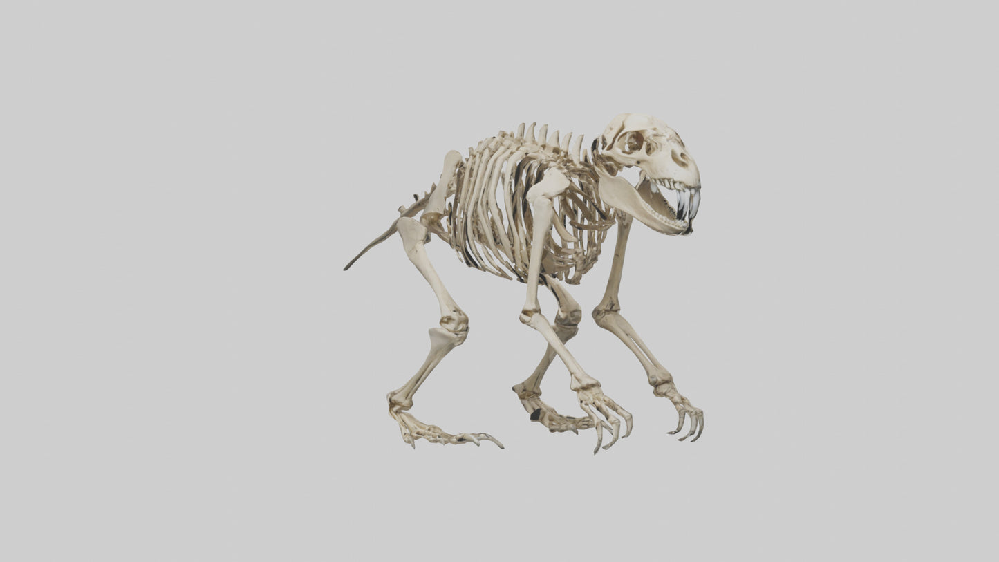 3D model Giant Ground Sloth Skeleton model VR / AR / low-poly