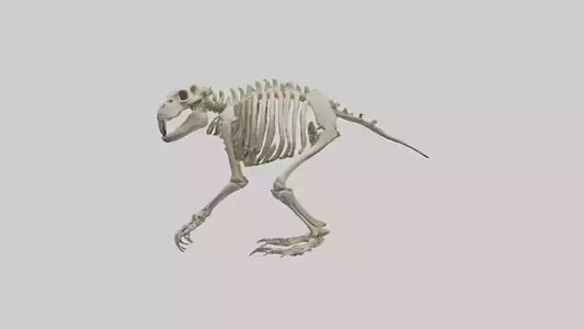 3D model Giant Ground Sloth Skeleton model VR / AR / low-poly