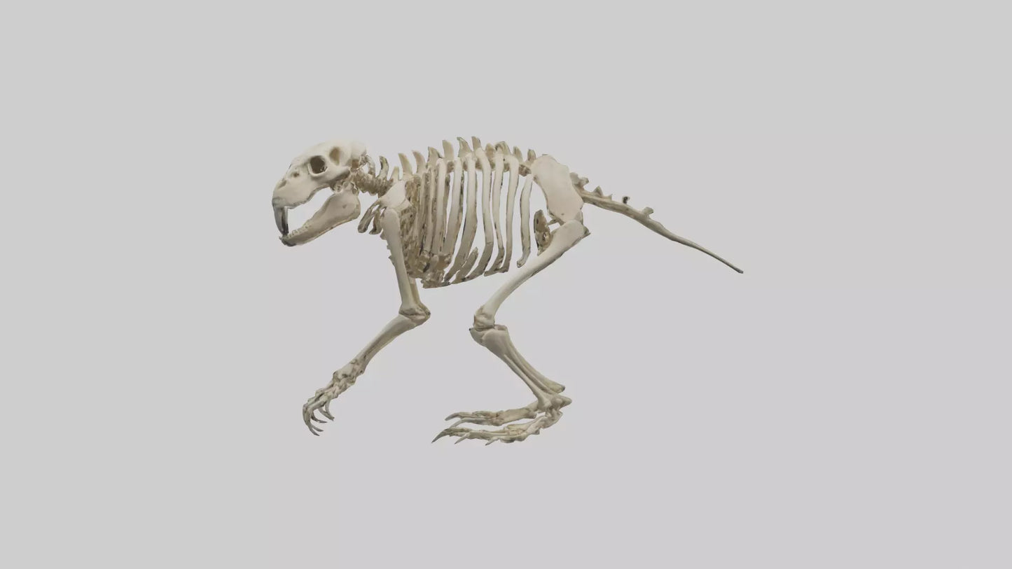 3D model Giant Ground Sloth Skeleton model VR / AR / low-poly
