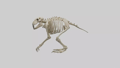 3D model Giant Ground Sloth Skeleton model VR / AR / low-poly