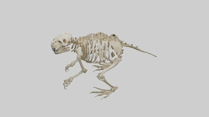 3D model Giant Ground Sloth Skeleton model VR / AR / low-poly