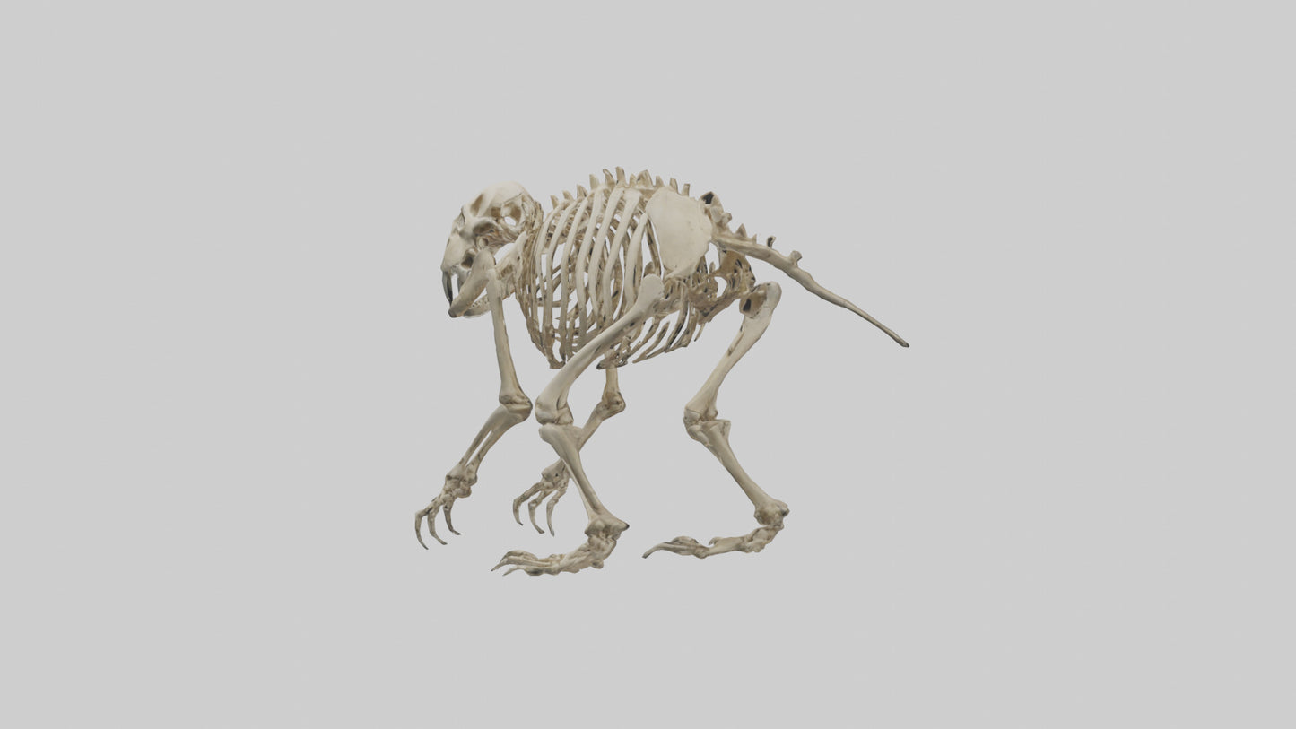 3D model Giant Ground Sloth Skeleton model VR / AR / low-poly