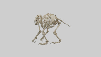 3D model Giant Ground Sloth Skeleton model VR / AR / low-poly