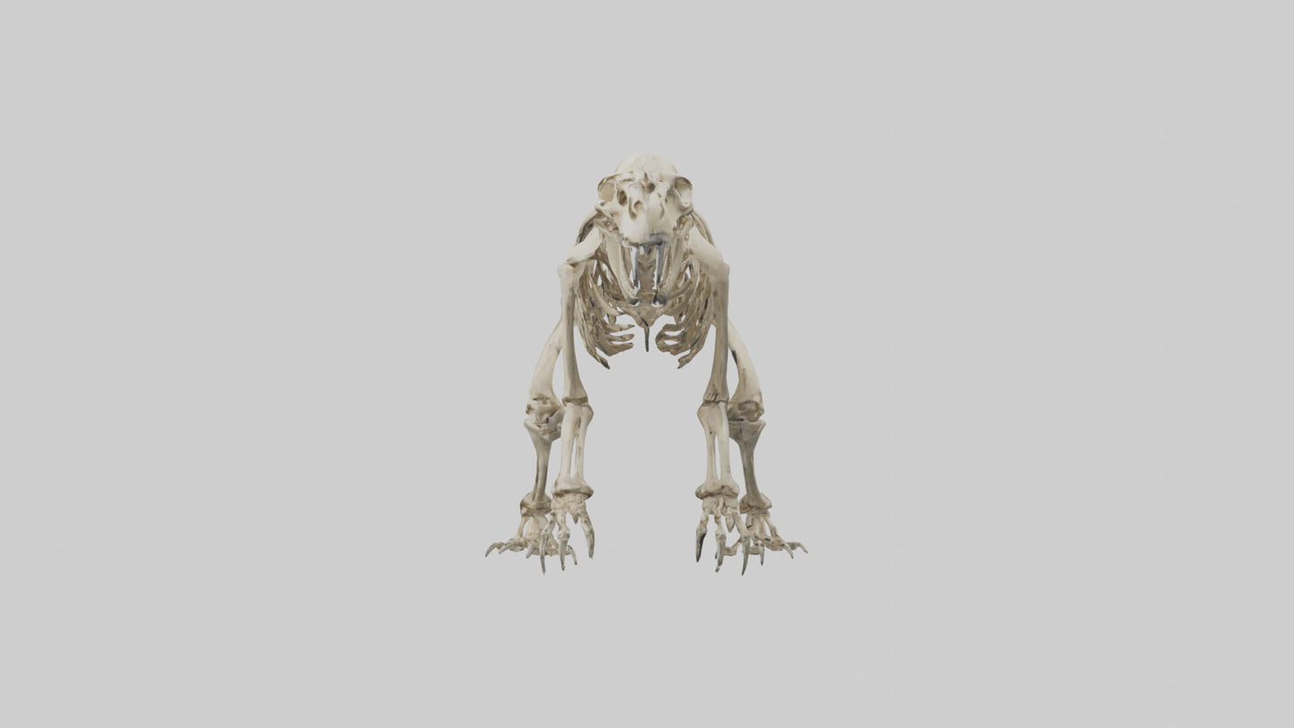 3D model Giant Ground Sloth Skeleton model VR / AR / low-poly