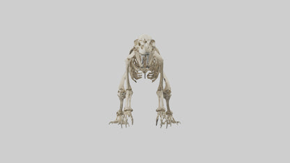 3D model Giant Ground Sloth Skeleton model VR / AR / low-poly