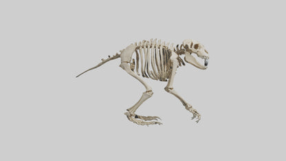 3D model Giant Ground Sloth Skeleton model VR / AR / low-poly