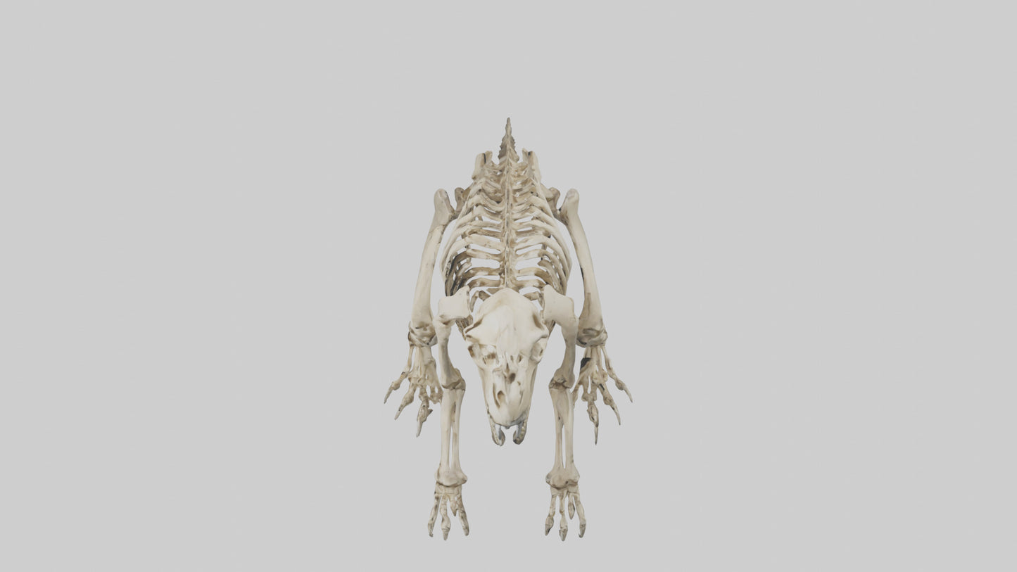 3D model Giant Ground Sloth Skeleton model VR / AR / low-poly