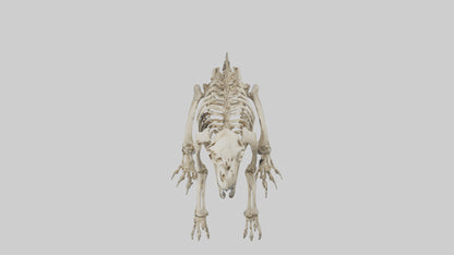 3D model Giant Ground Sloth Skeleton model VR / AR / low-poly