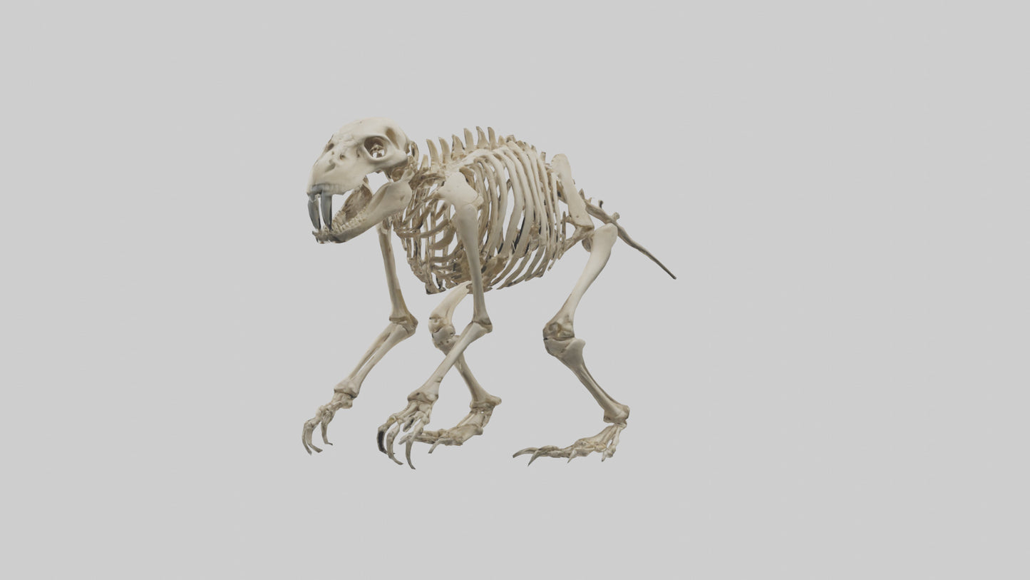 3D model Giant Ground Sloth Skeleton model VR / AR / low-poly