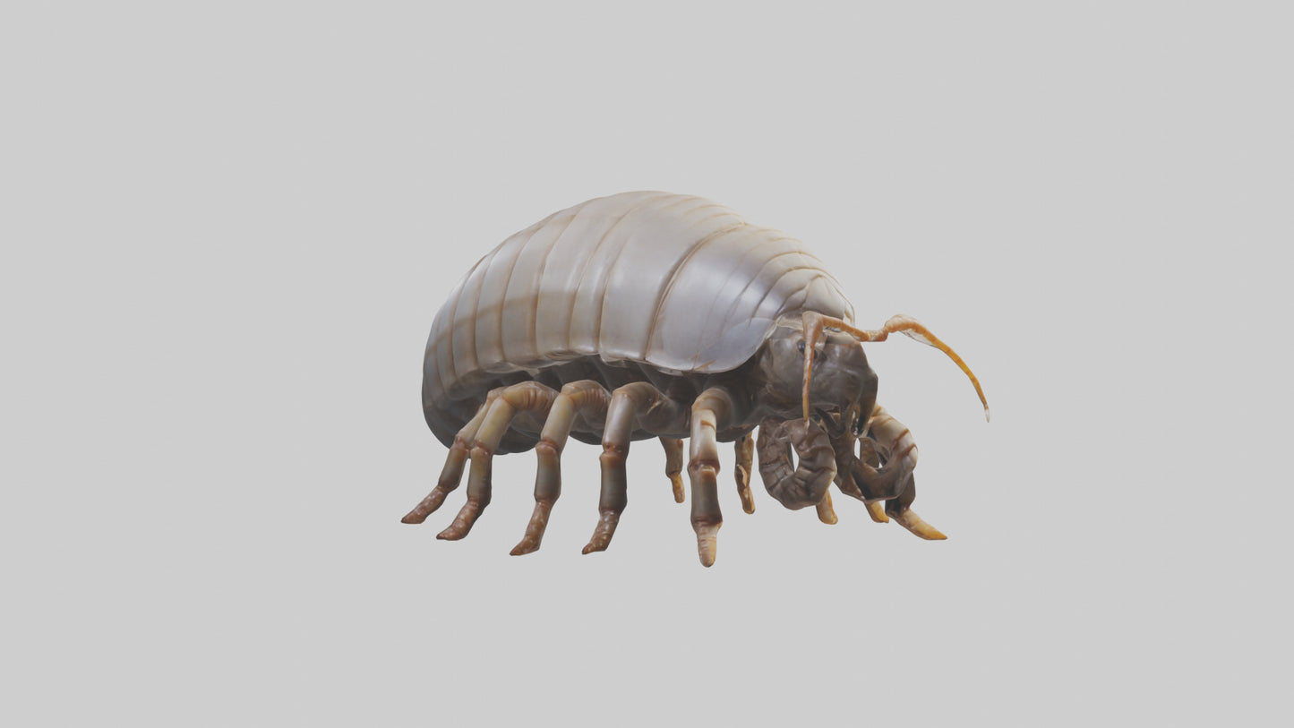3D model Giant Isopod crawling model VR / AR / low-poly