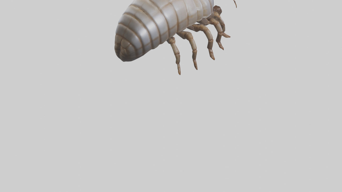 3D model Giant Isopod crawling model VR / AR / low-poly