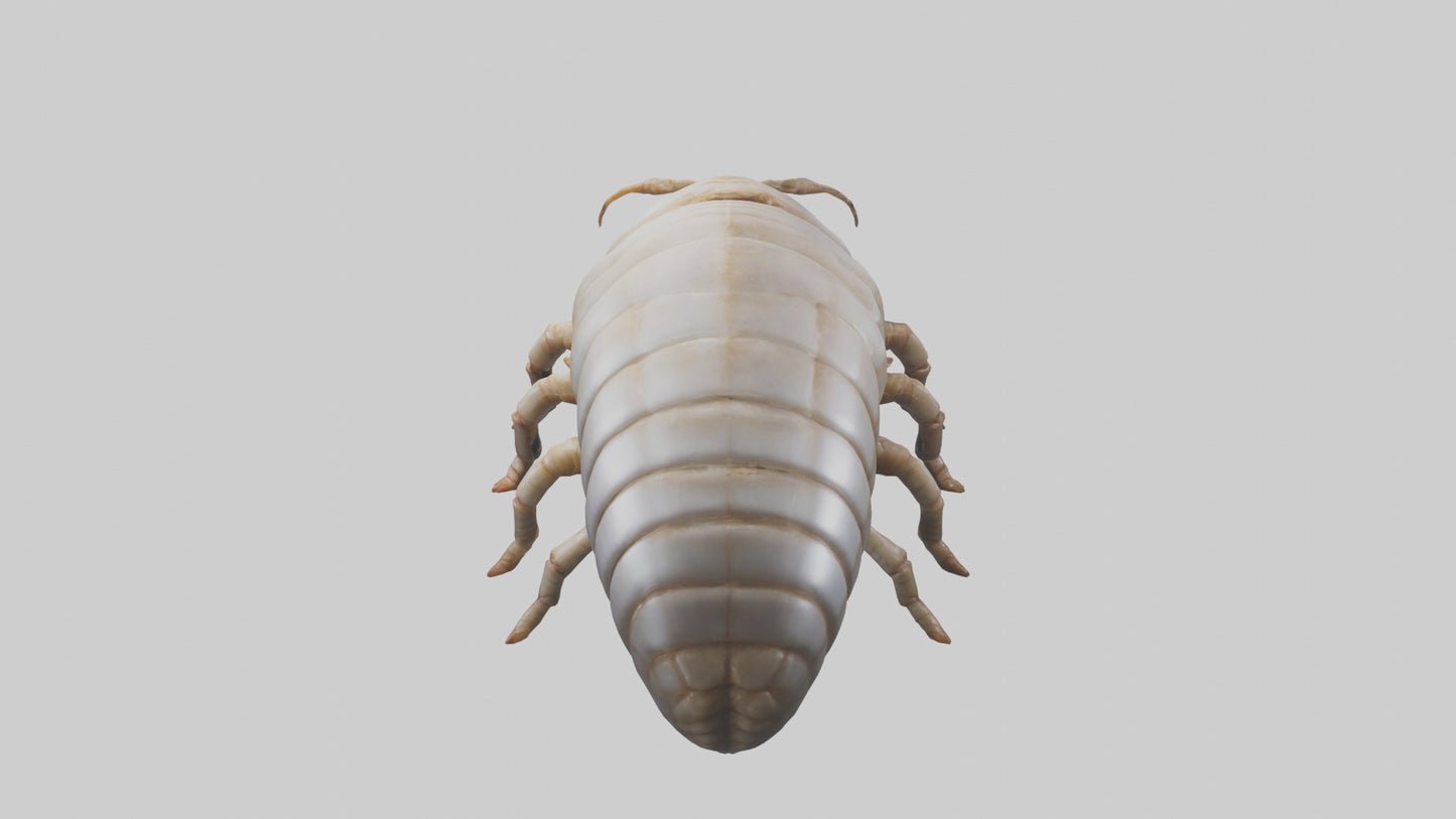 3D model Giant Isopod crawling model VR / AR / low-poly