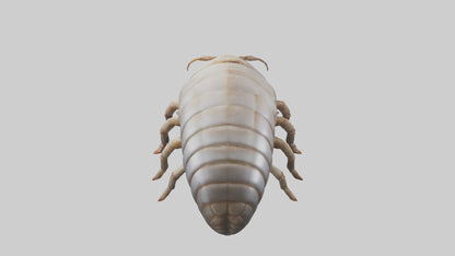 3D model Giant Isopod crawling model VR / AR / low-poly