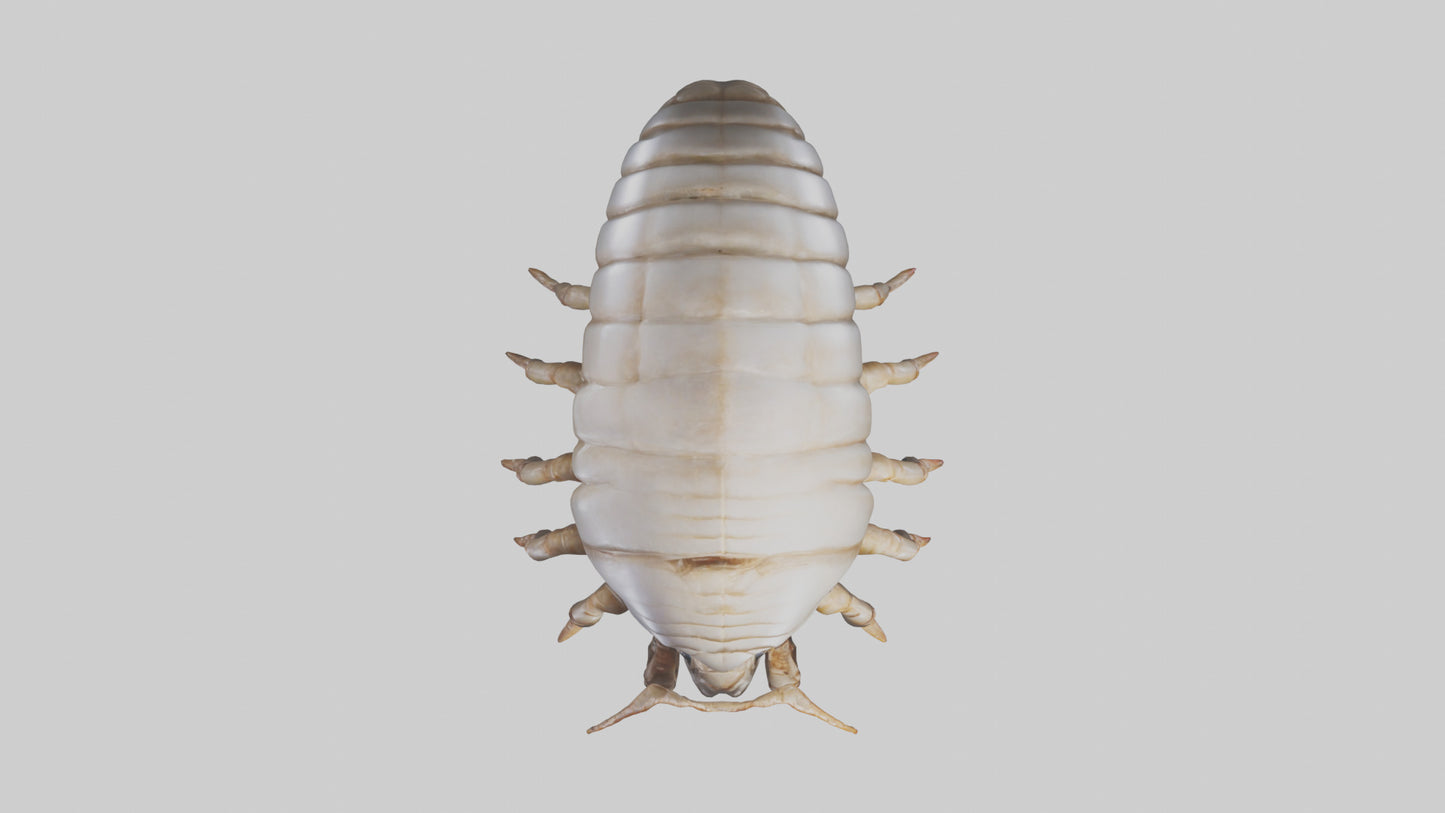 3D model Giant Isopod crawling model VR / AR / low-poly