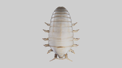 3D model Giant Isopod crawling model VR / AR / low-poly