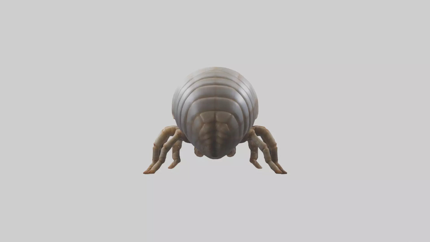 3D model Giant Isopod crawling model VR / AR / low-poly