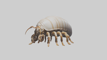 3D model Giant Isopod crawling model VR / AR / low-poly