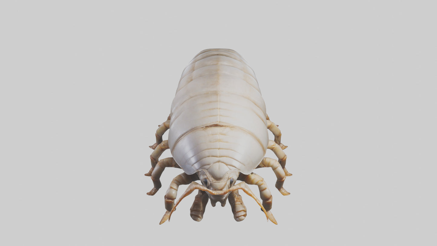 3D model Giant Isopod crawling model VR / AR / low-poly
