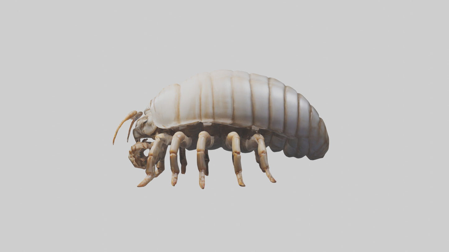 3D model Giant Isopod crawling model VR / AR / low-poly