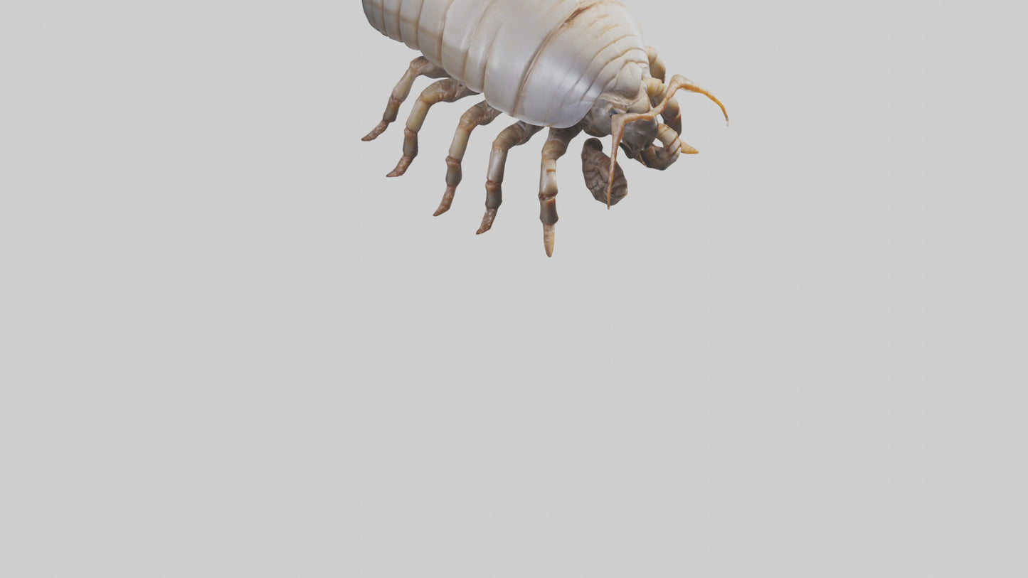 3D model Giant Isopod crawling model VR / AR / low-poly