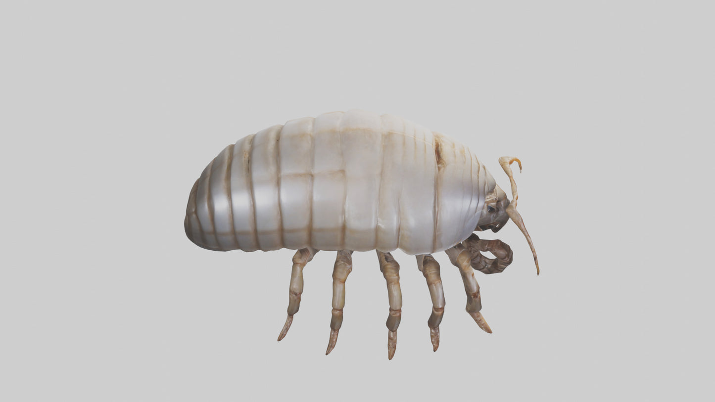 3D model Giant Isopod crawling model VR / AR / low-poly