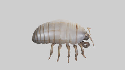 3D model Giant Isopod crawling model VR / AR / low-poly