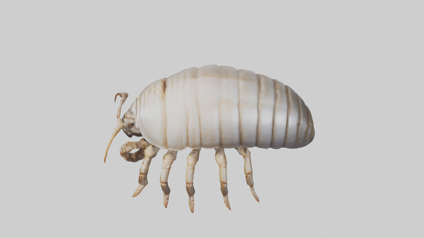 3D model Giant Isopod crawling model VR / AR / low-poly
