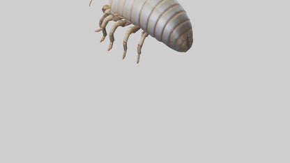 3D model Giant Isopod crawling model VR / AR / low-poly
