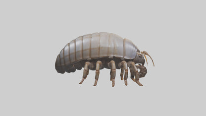 3D model Giant Isopod crawling model VR / AR / low-poly
