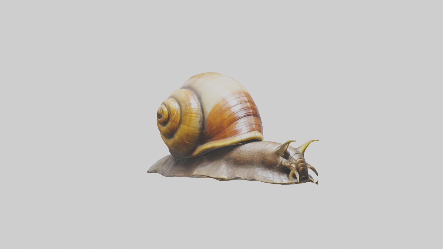 Giant Land Snail statue model VR / AR / low-poly