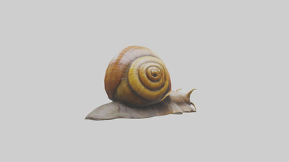 Giant Land Snail statue model VR / AR / low-poly