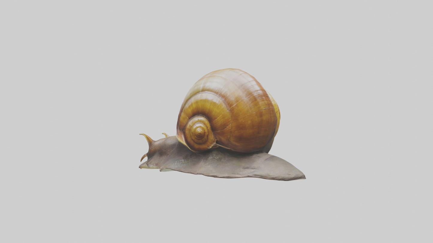 Giant Land Snail statue model VR / AR / low-poly