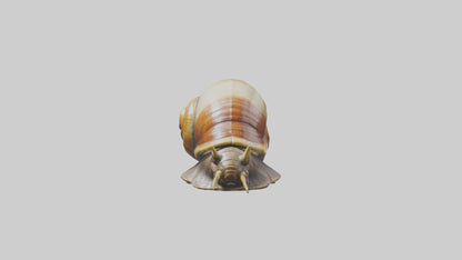Giant Land Snail statue model VR / AR / low-poly