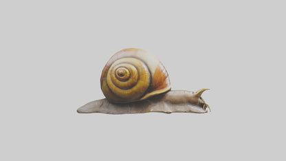 Giant Land Snail statue model VR / AR / low-poly