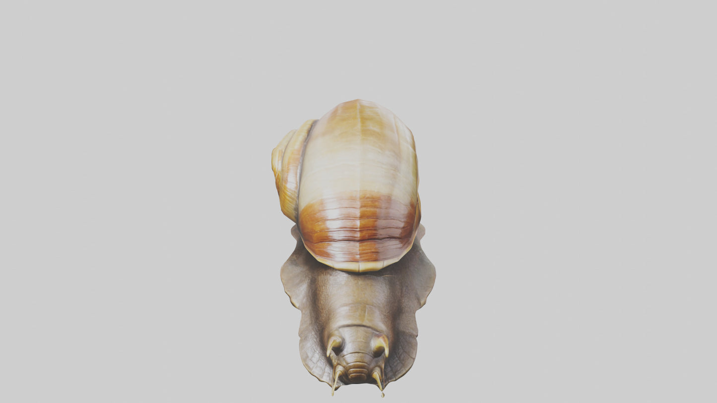 Giant Land Snail statue model VR / AR / low-poly