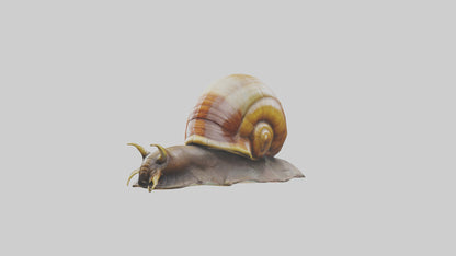 Giant Land Snail statue model VR / AR / low-poly