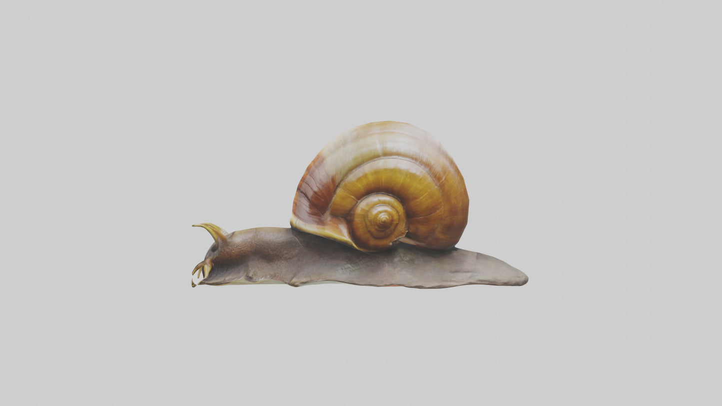 Giant Land Snail statue model VR / AR / low-poly