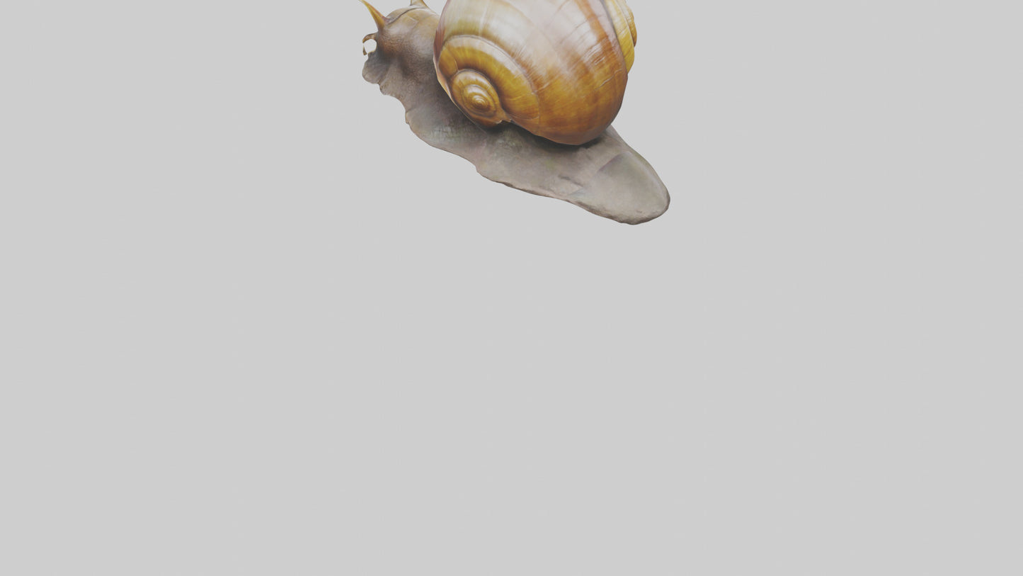 Giant Land Snail statue model VR / AR / low-poly